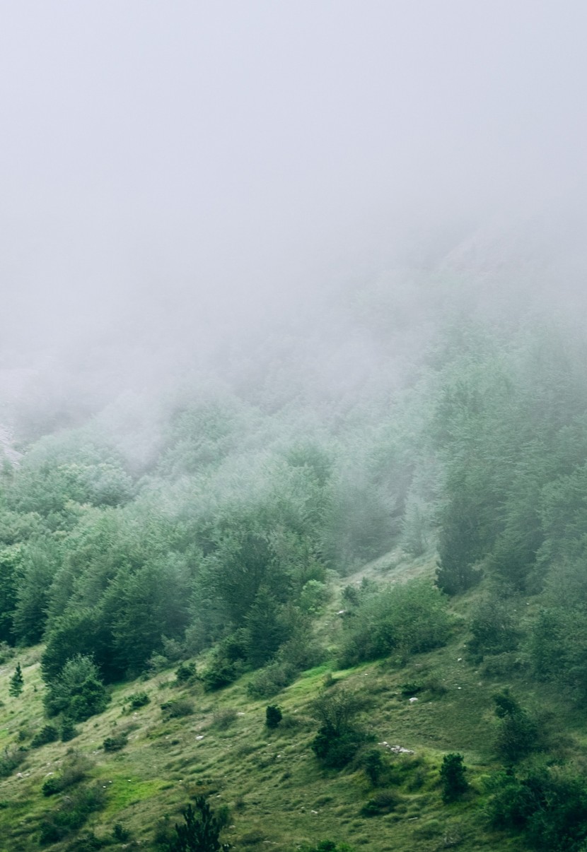 雾气浓重的森林图片