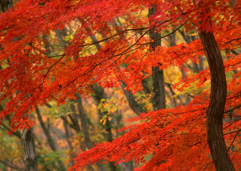 秋季红叶图片
