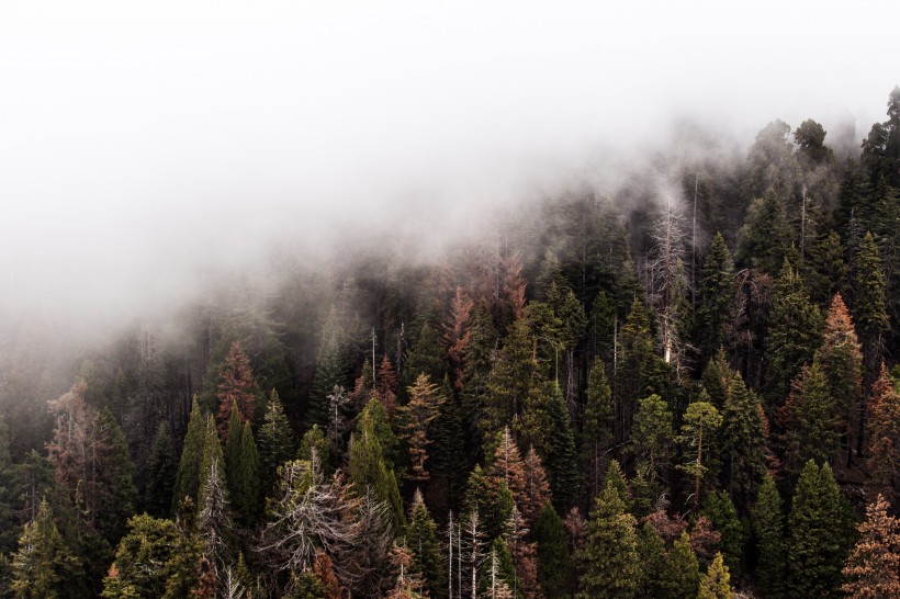大雾天的森林图片 