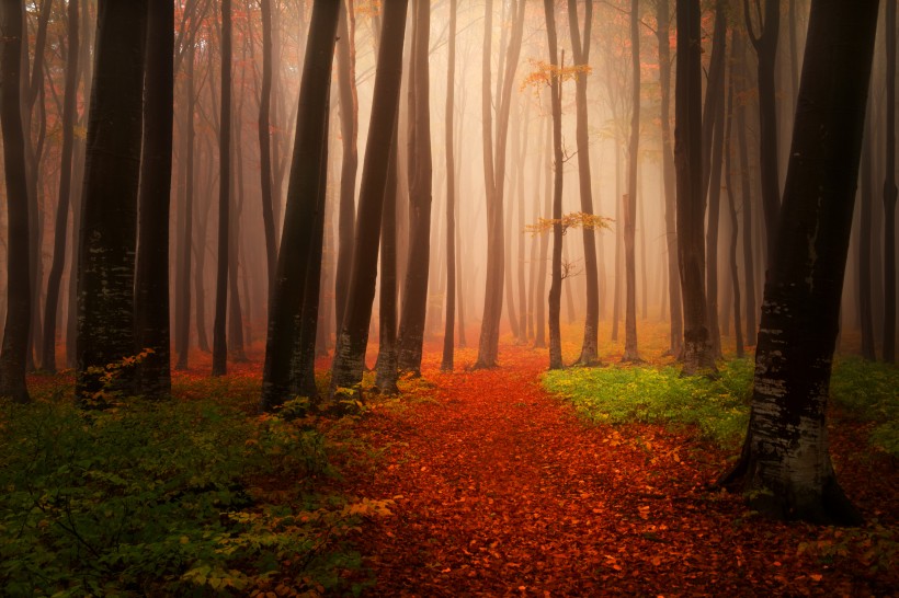 树林迷雾景色图片