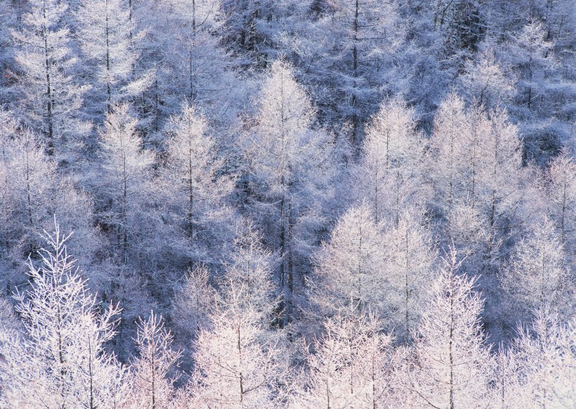 冬季树木植物图片