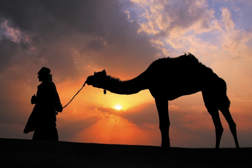 荒漠骆驼人物行走图片
