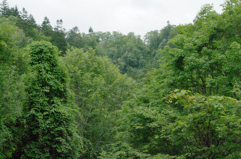 郁郁葱葱的绿色树林风景图片