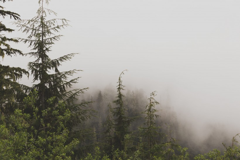 雾气弥漫的森林图片