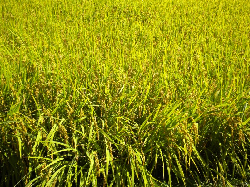 绿色水稻和水稻田图片