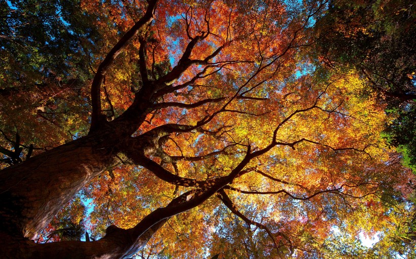 秋季美丽风景图片
