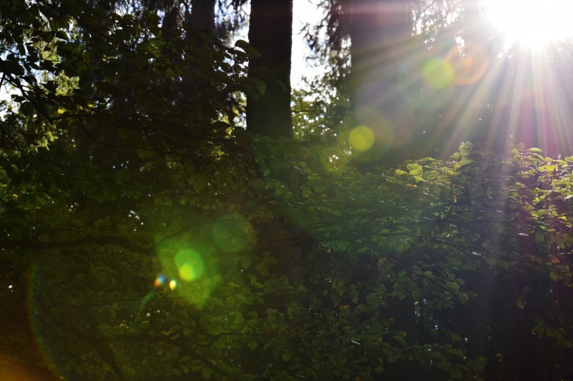 阳光穿过树缝唯美风景图片