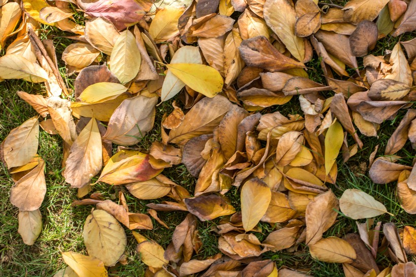 秋季凋零的枯黄落叶图片