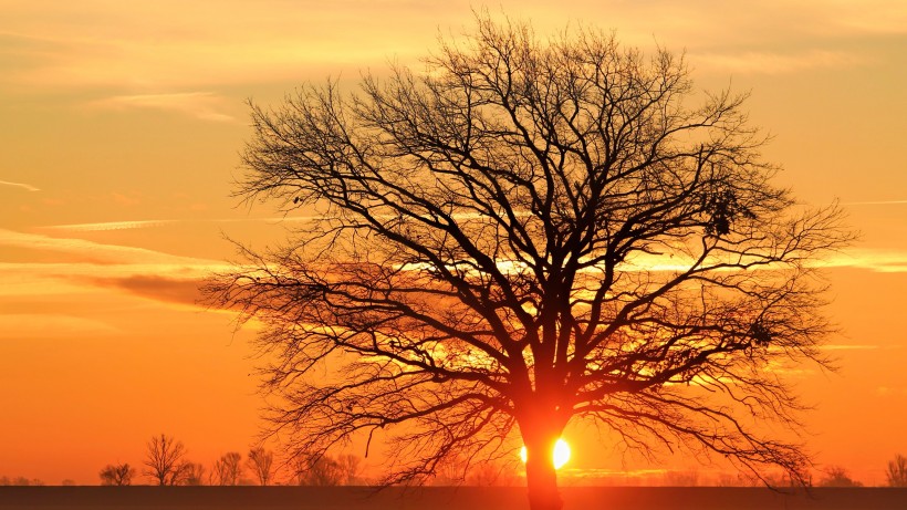 夕阳映照下的一棵树图片