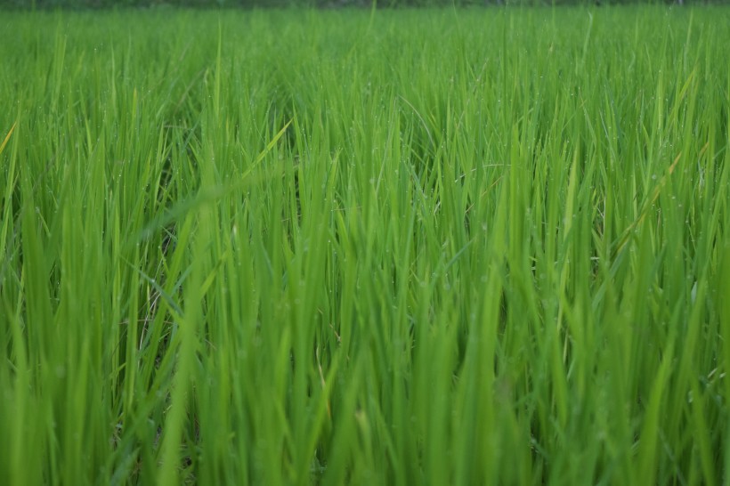 绿色水稻和水稻田图片