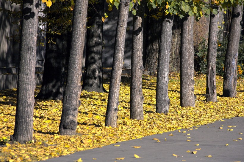 秋季马路图片