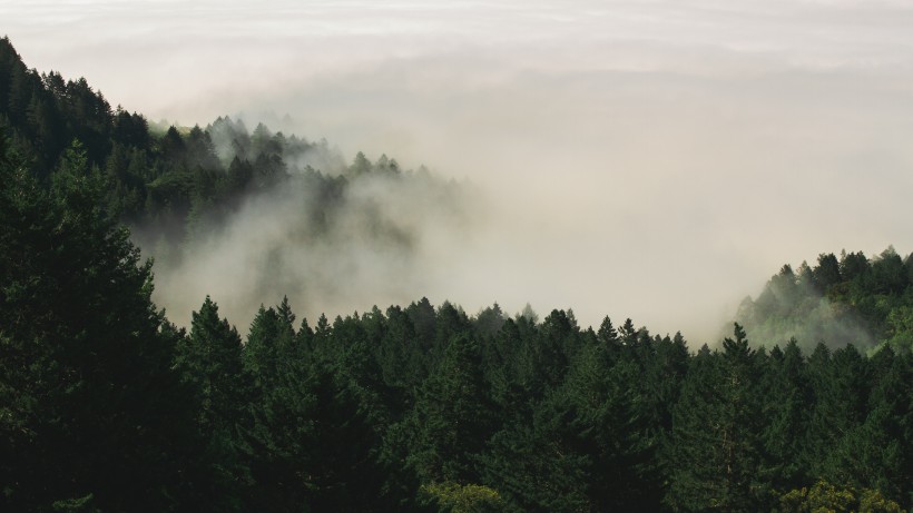 大雾天的森林图片 