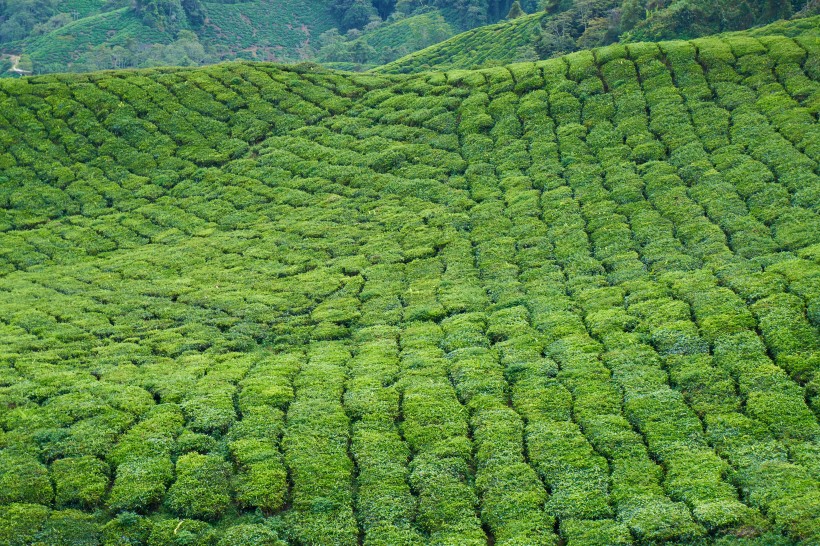 一望无际的绿色茶园风景图片