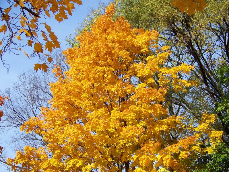 秋天里穿上黄色外衣的树木图片