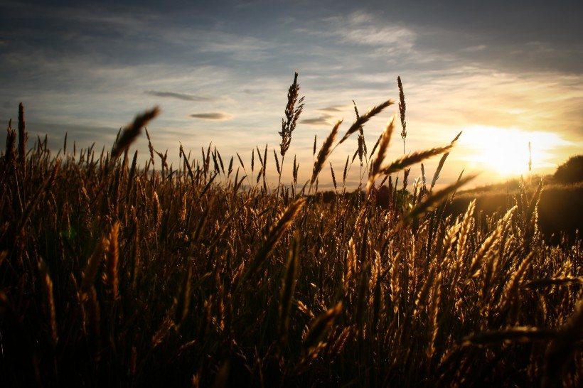 金色成熟的麦田风景图片