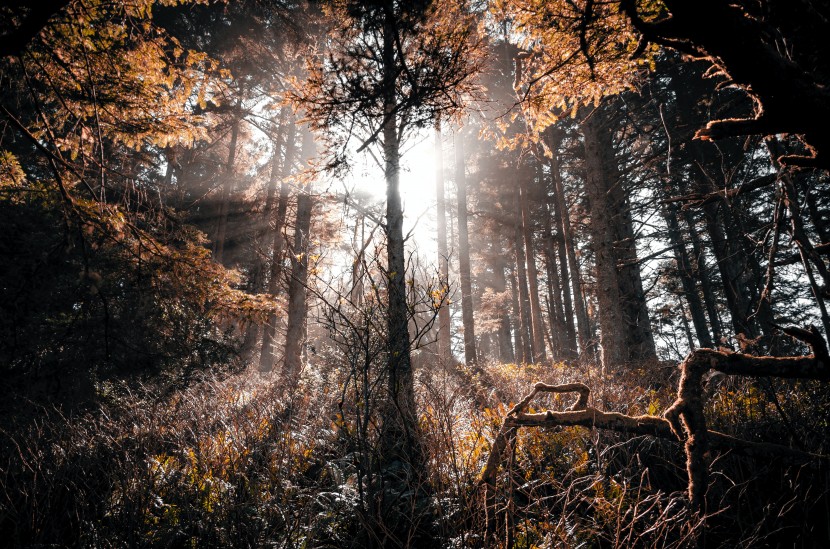 照进森林的阳光图片