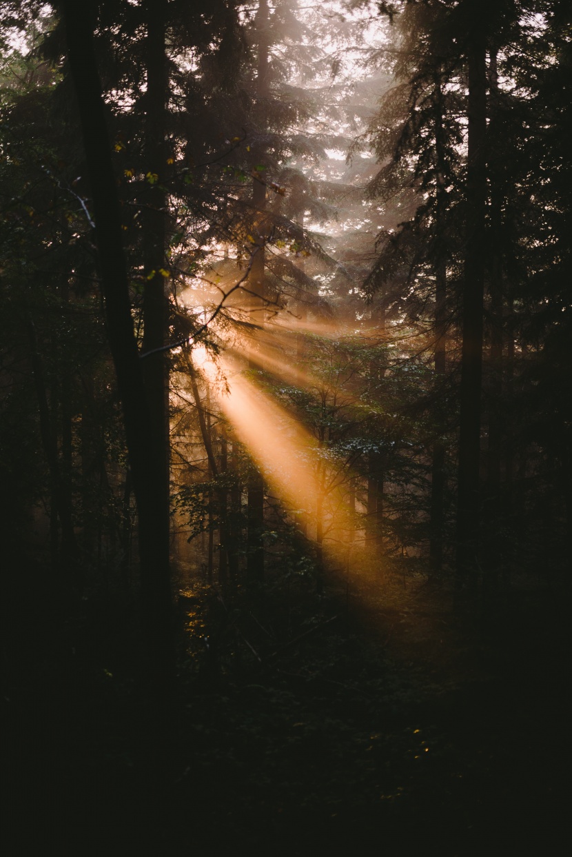 太阳光穿过树林图片