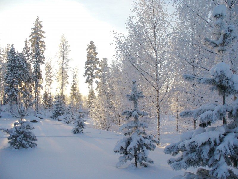 大雪覆盖的树木图片