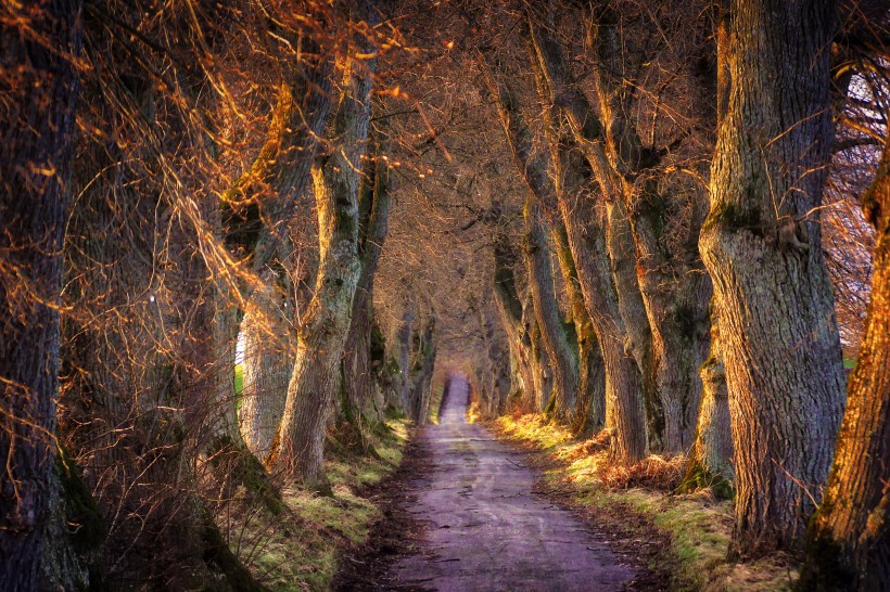 森林中幽静的小路风景图片