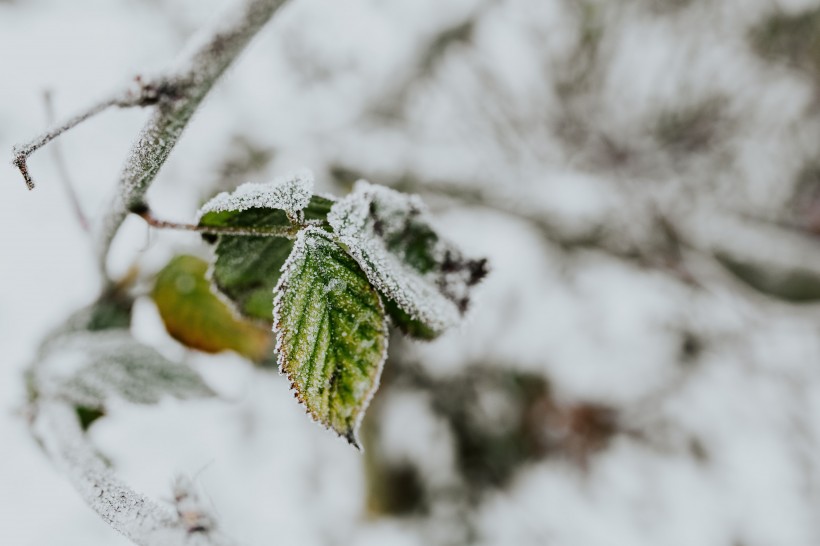 冬季结冰的树木图片