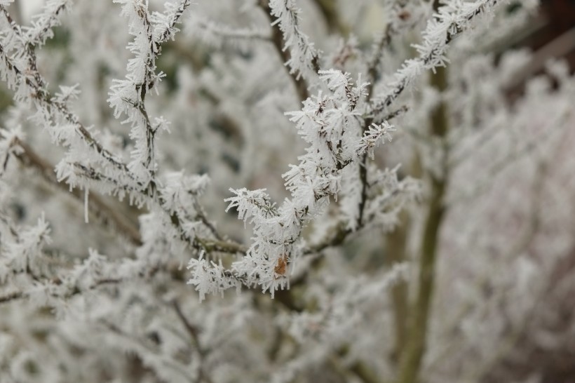 结霜的树枝图片