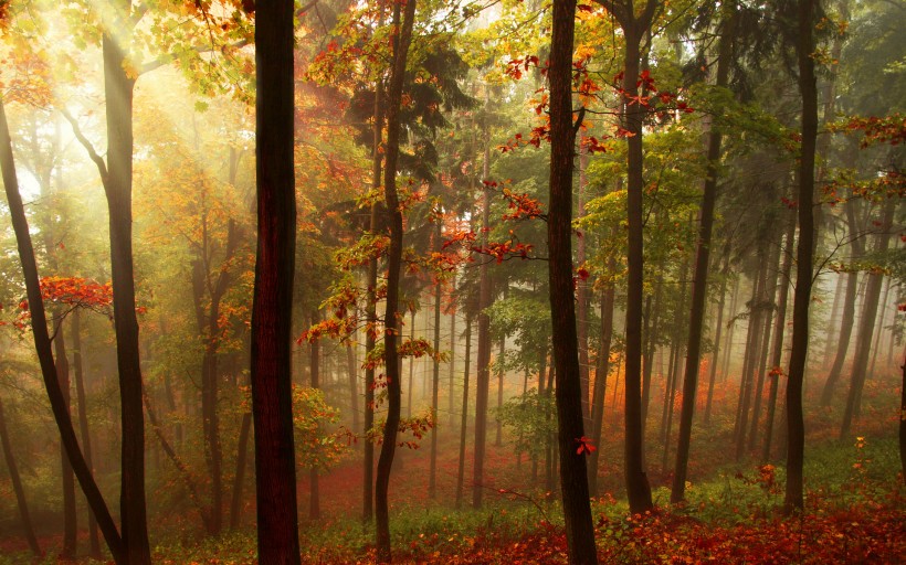 秋天的森林图片