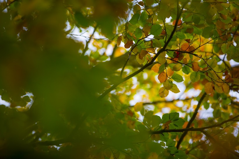 秋叶风景图片 