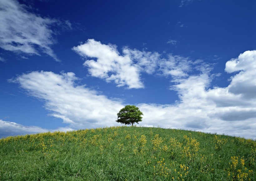 草原和蔚蓝的天空图片