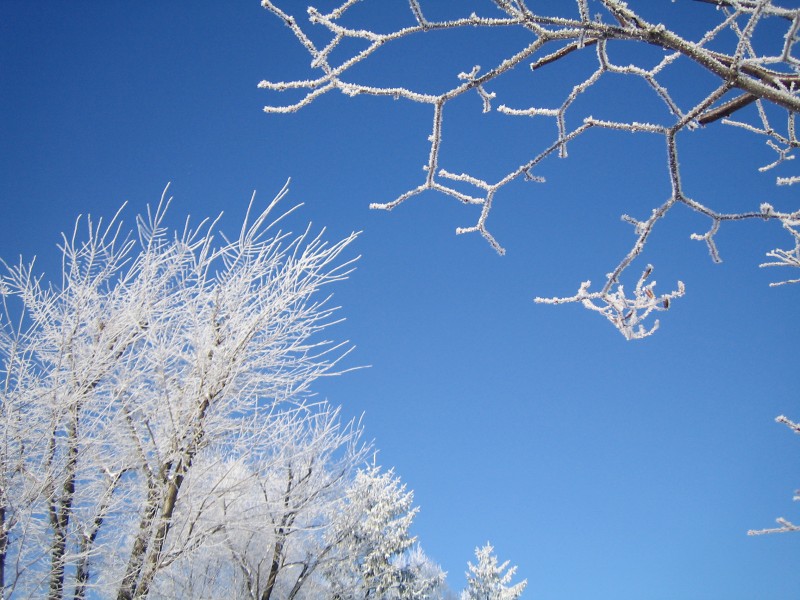 冰霜覆盖的树木图片