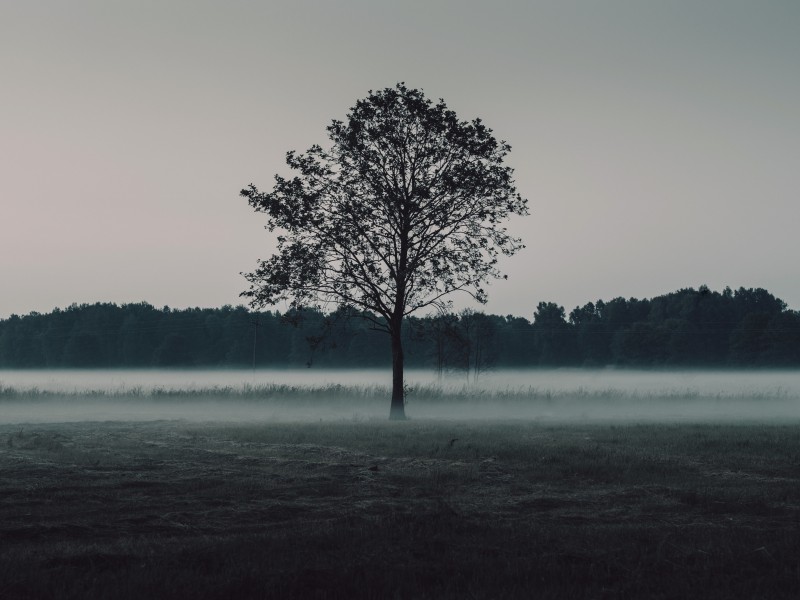 一棵孤独的树图片