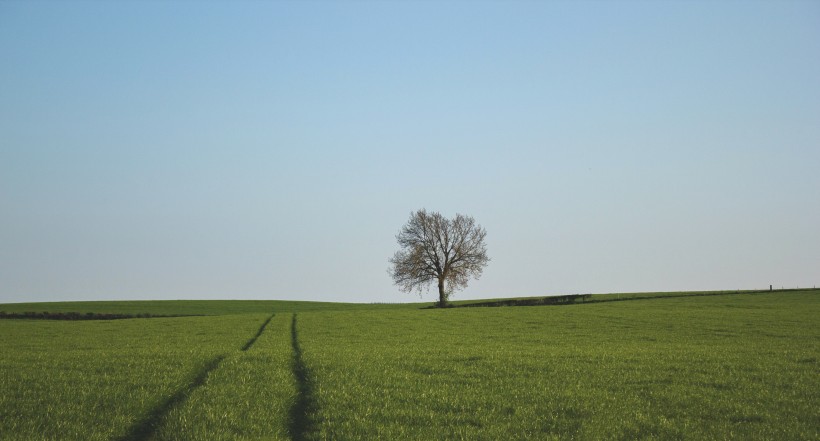 一棵独自生长的树图片