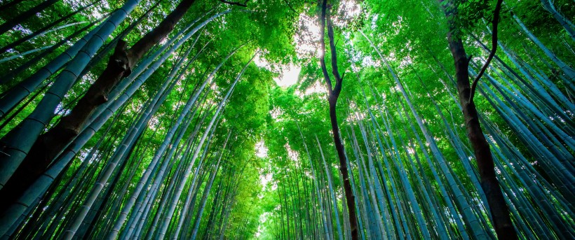 优美的竹林风景图片