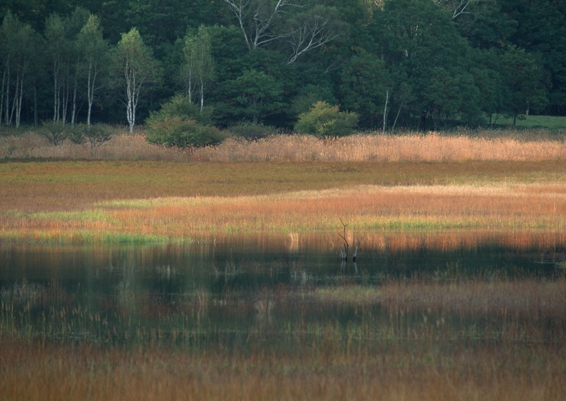 秋季红叶和湖水图片