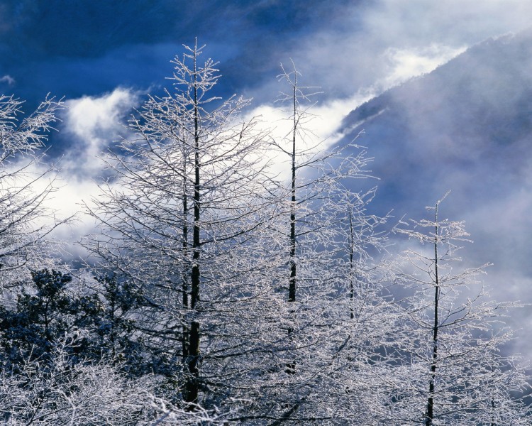 雪中树木图片