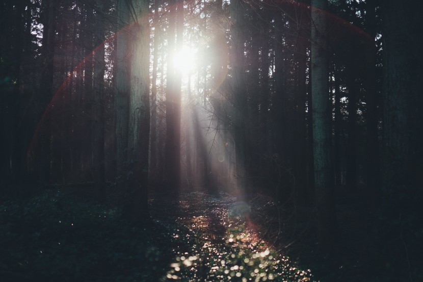 照进森林的阳光图片