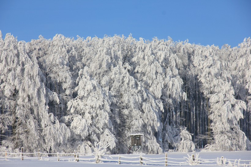 堆满树枝的白雪图片