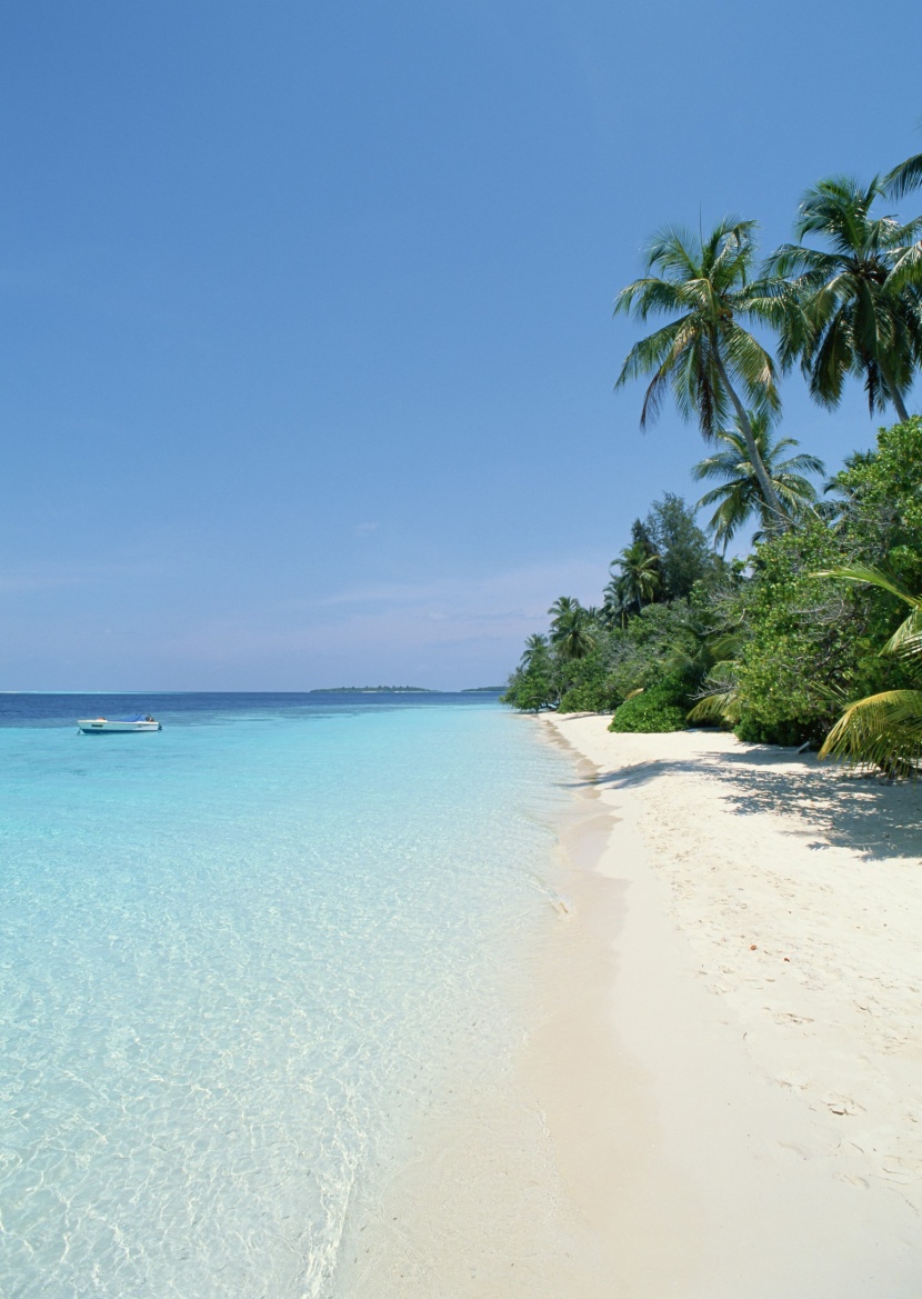 椰树海滨风景图片