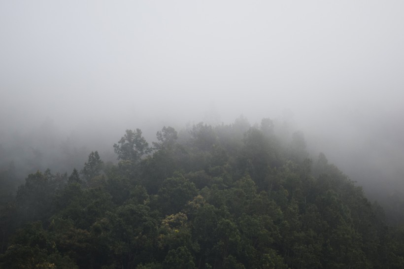 多雾的山和茂盛的森林图片