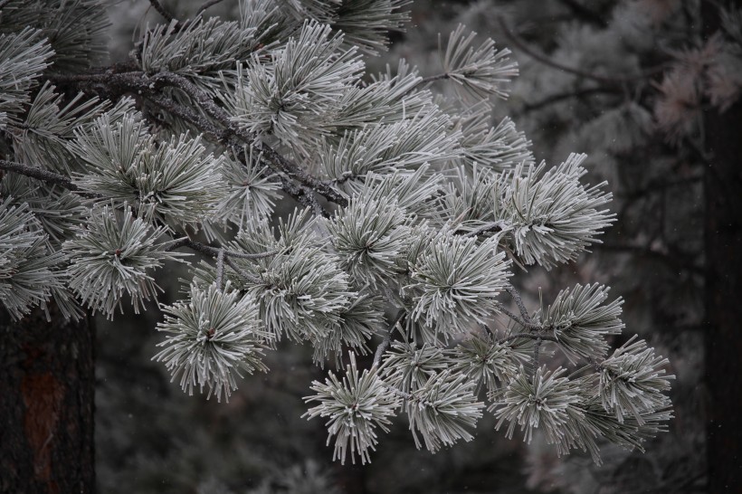 结霜的树枝图片