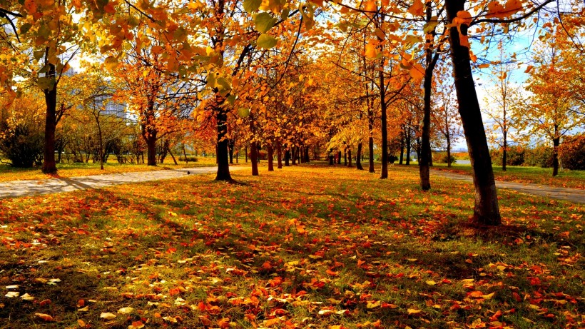 唯美的秋叶风景图片