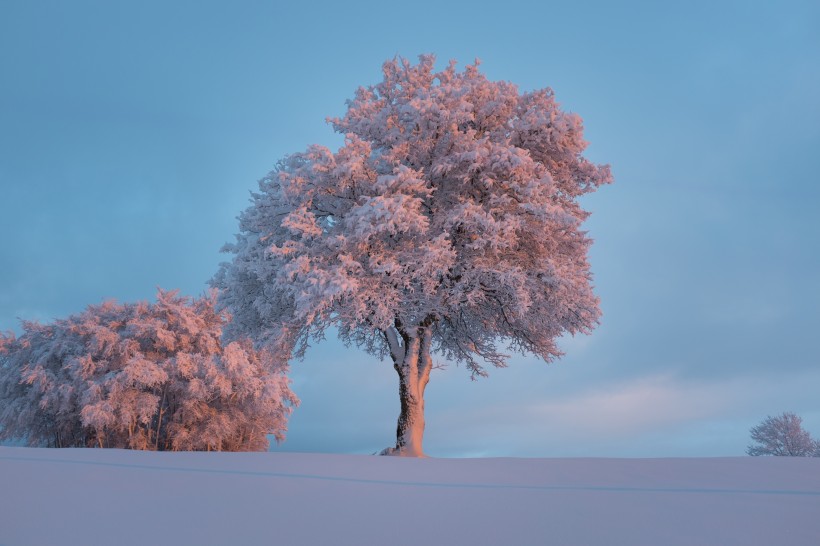堆满树枝的白雪图片