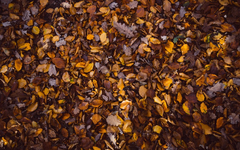 满地秋天落叶图片