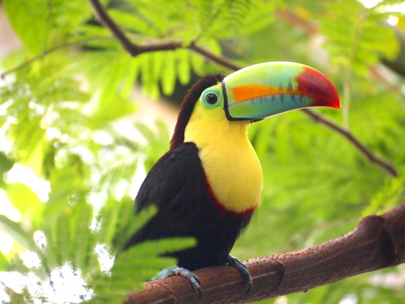 色彩鲜艳的巨嘴鸟图片