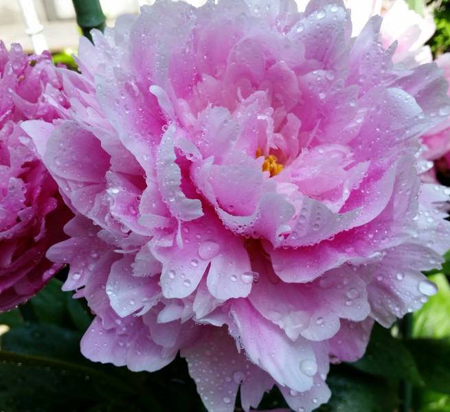 盛开的粉红色牡丹花图片