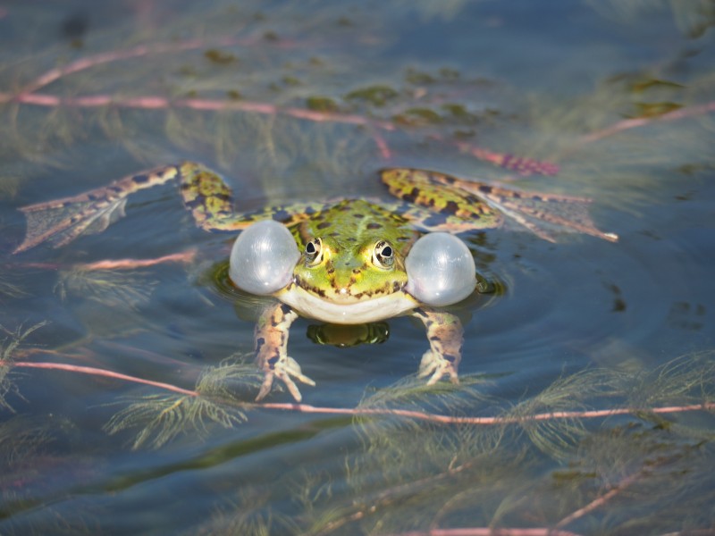 绿色的野生青蛙图片