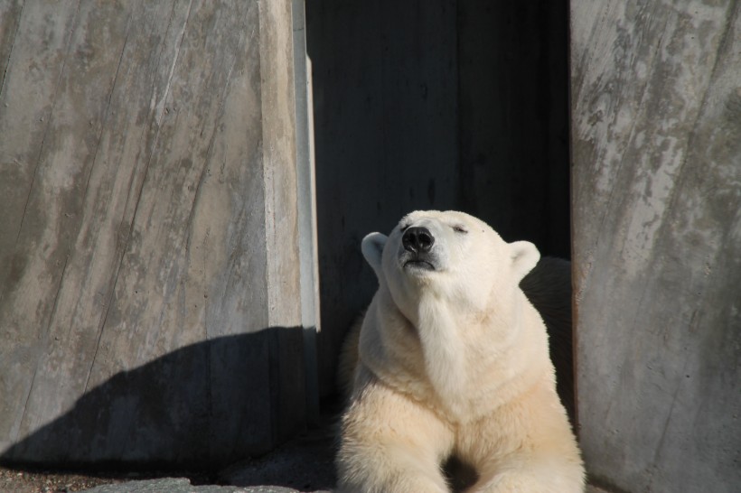 笨拙可爱的北极熊图片