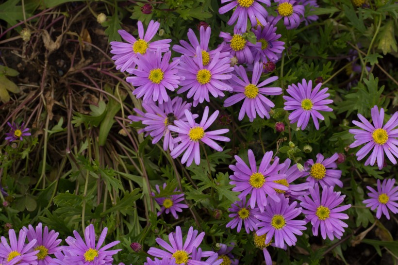 紫色的翠菊花图片