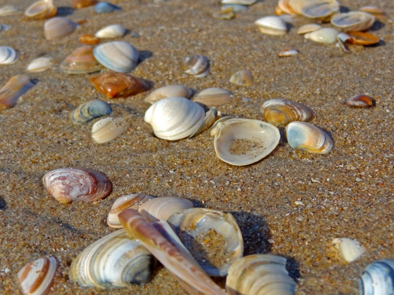 海滩上的贝壳图片