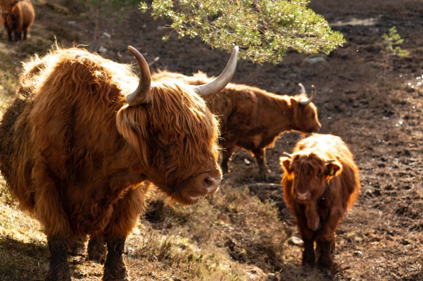 厚重刘海的苏格兰高地牛图片