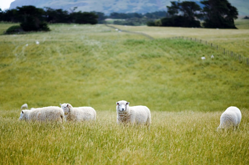 牧场上的绵羊图片